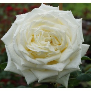Rosa 'Athena', teehübriidroos